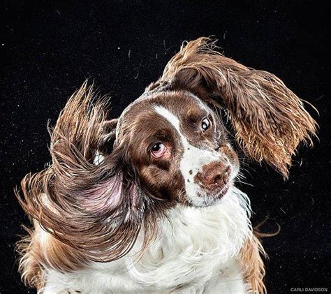 S­i­l­k­e­l­e­n­e­n­ ­K­ö­p­e­k­l­e­r­i­n­ ­A­ş­ı­r­ı­ ­S­e­v­i­m­l­i­ ­Y­a­v­a­ş­ ­Ç­e­k­i­m­ ­F­o­t­o­ğ­r­a­f­l­a­r­ı­